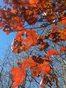 Some of the few remaining fall-colored leaves I saw on the trail. Most had already fallen from the trees.